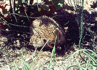 Igel in Beerennetz gefangen