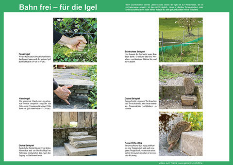 Oeffnet Merkblatt Bahn frei für die Igel (PDF 900 KB); Merkblatt kann im Shop gratis bestellt werden.