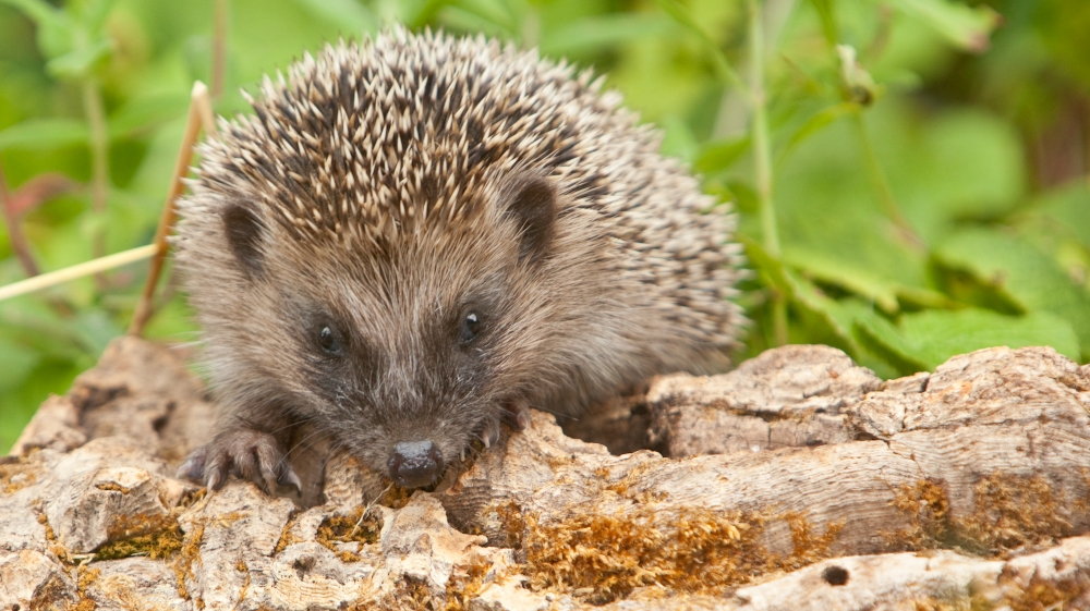 igel auf baumstamm